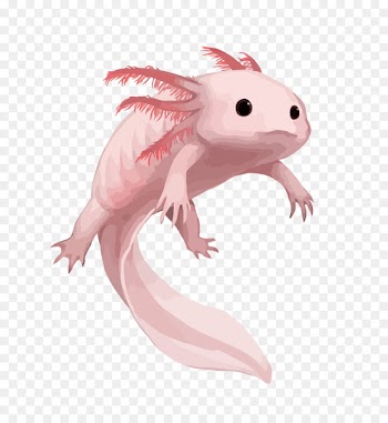 Salamander Axolotl Drawing Aquarium - Vector pink salamander 
