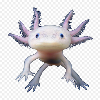 Salamander Axolotl png download - 2048*2048 - Free Transparent ...