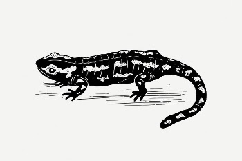 Salamander clipart, vintage animal illustration | Free PSD Illustration - rawpixel