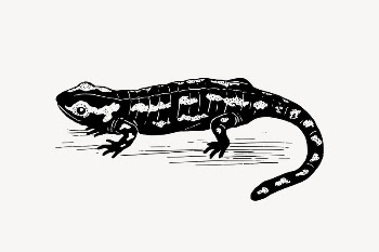 Salamander drawing, vintage animal illustration | Free Vector Illustration - rawpixel