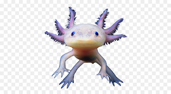 Salamander Reptile png download - 500*500 - Free Transparent ...