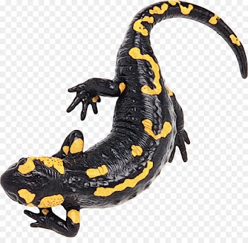 salamandra fire salamander true salamanders and newts salamander spotted salamander