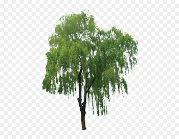 Salix alba Branch Tree Bark Extract - Tree, trees, Taobao creative, green trees 