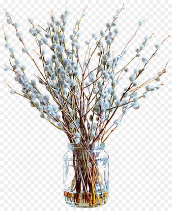 Salix alba Palm Sunday Tulip Daphne willow Clip art - Spring beautiful vase free download 