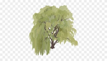 Salix X Sepulcralis - Weeping Willow Tree Drawing