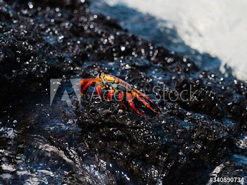 Sally Lightfoot crab