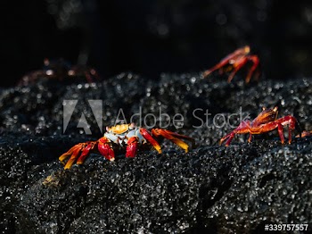 Sally Lightfoot crabs