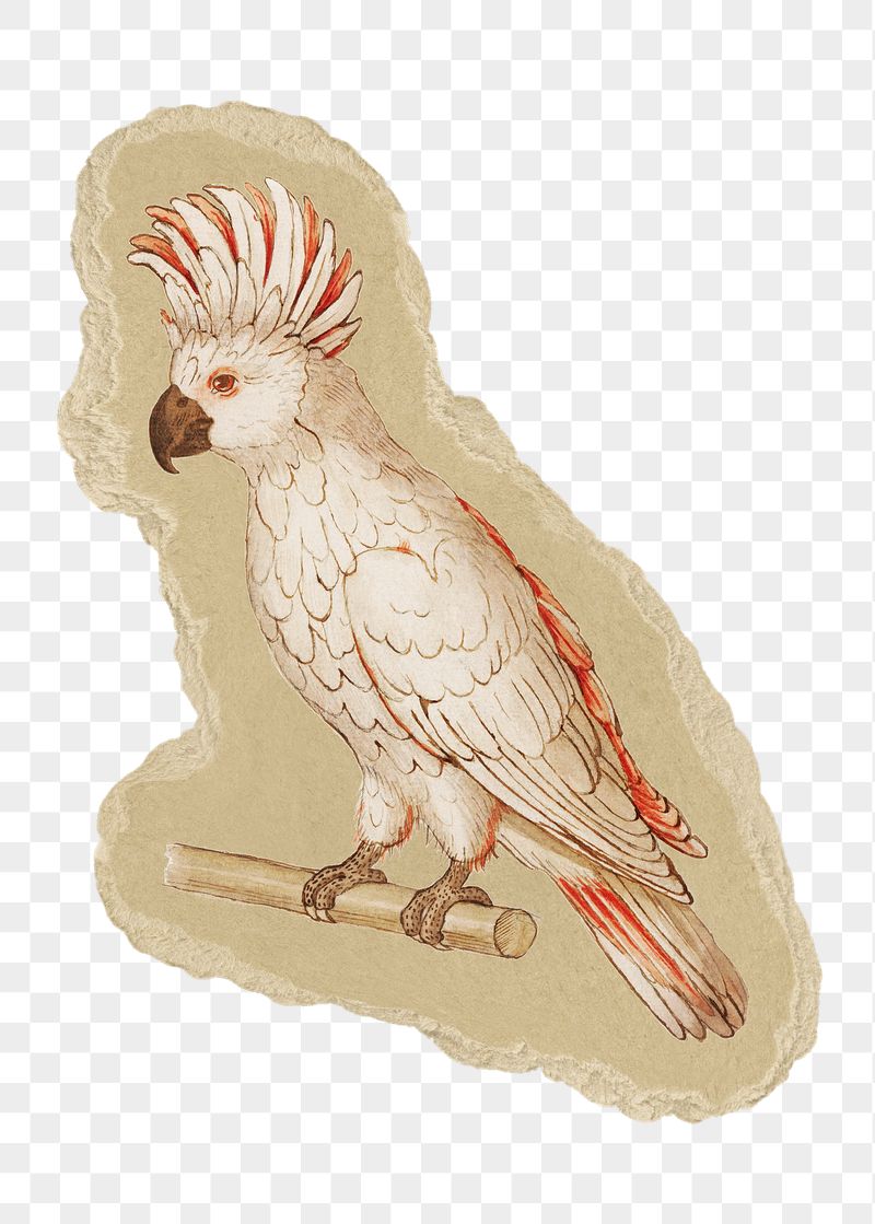 Salmon crested cockatoo png sticker, | Free PNG Illustration - rawpixel
