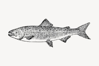 Salmon fish clipart, vintage sea | Free Vector - rawpixel