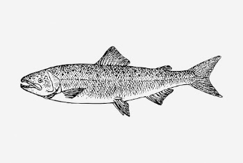 Salmon fish drawing, vintage sea | Free Photo - rawpixel