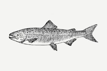Salmon fish drawing, vintage sea | Free PSD - rawpixel