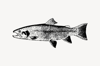 Salmon fish drawing, vintage sea | Free Vector Illustration - rawpixel