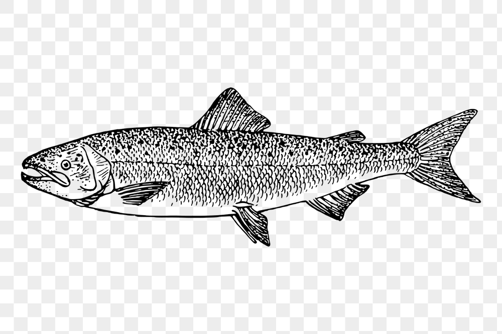 Salmon fish png sticker, vintage | Free PNG - rawpixel
