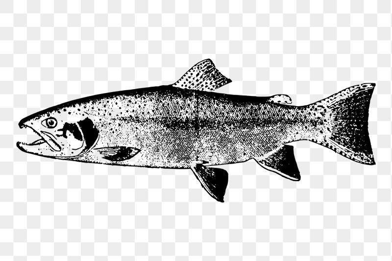 Salmon fish png sticker, vintage | Free PNG - rawpixel