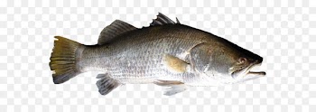 Salmon Fish products Barramundi Perch Bass - Fish PNG 