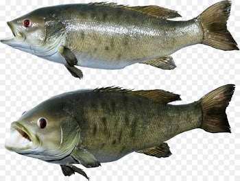 Salmon Fish products Clip art - fish 