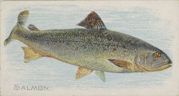 Salmon, from the Fish from American | Free Photo - rawpixel