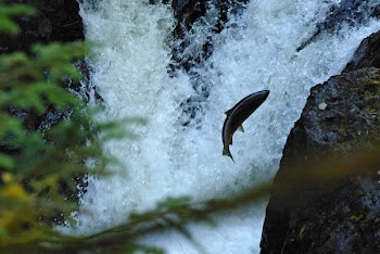 salmon_leap.jpg