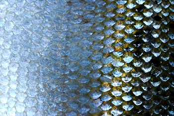 Salmon scales