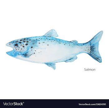 Salmon vector image