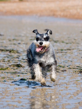 Salt and Pepper Miniature Schnauzer Running on Wet Sand
