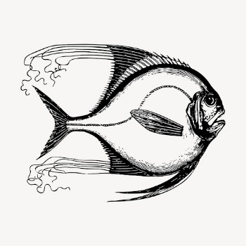 Saltwater fish clipart, vintage illustration | Free Vector - rawpixel