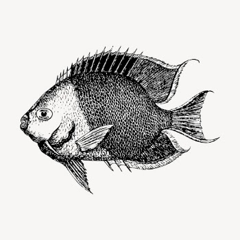 Saltwater fish clipart, vintage illustration | Free Vector - rawpixel
