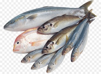 Saltwater fish Freshwater fish Clip art - fish 