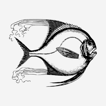 Saltwater fish hand drawn illustration. | Free Photo - rawpixel