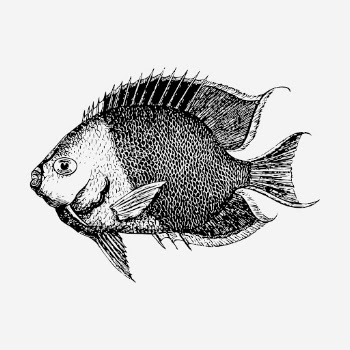 Saltwater fish hand drawn illustration. | Free Photo - rawpixel
