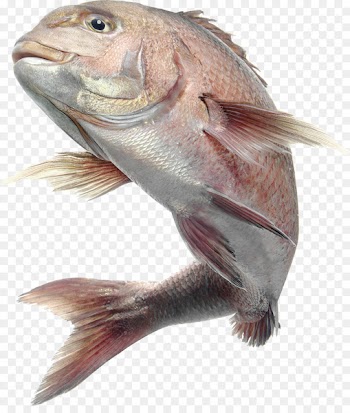 Saltwater fish - Orange simple big fish decoration pattern 