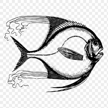 Saltwater fish png drawing sticker | Free PNG - rawpixel