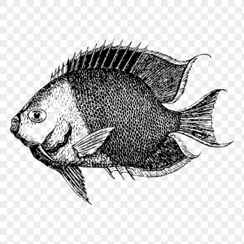 Saltwater fish png drawing sticker | Free PNG - rawpixel