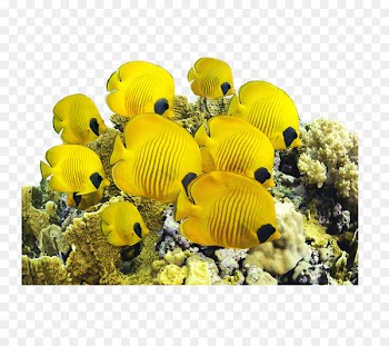 Saltwater fish Yellow tang Sea Underwater - sea 
