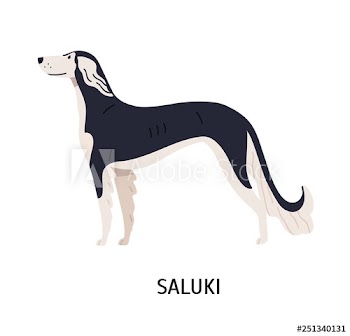 Saluki