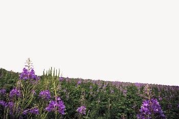 Salvia flower border collage element, | Free PSD - rawpixel