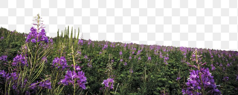 Salvia flower png border sticker, | Free PNG - rawpixel