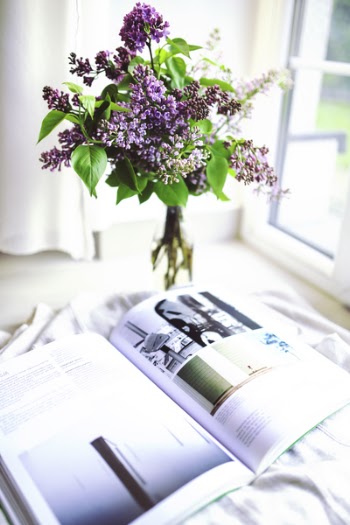 Sambucus / elder / elderberry