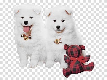 Samoyed dog Puppy Christmas High-definition television , White puppy transparent background PNG clipart