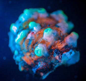Sample of corallimorphs collected by ROV Jason photographed under a blacklight to demonstrate florescence