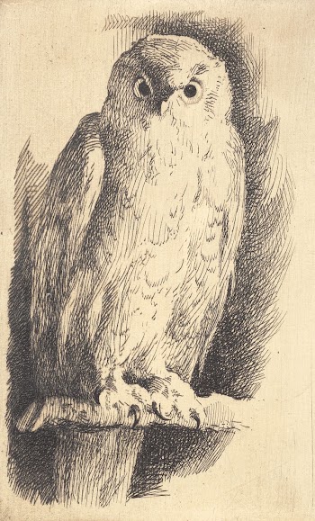Sample plate: an owl | Free Photo - rawpixel