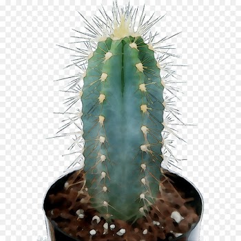 San Pedro cactus Eastern Prickly Pear Triangle cactus Thorns, spines, and prickles -  