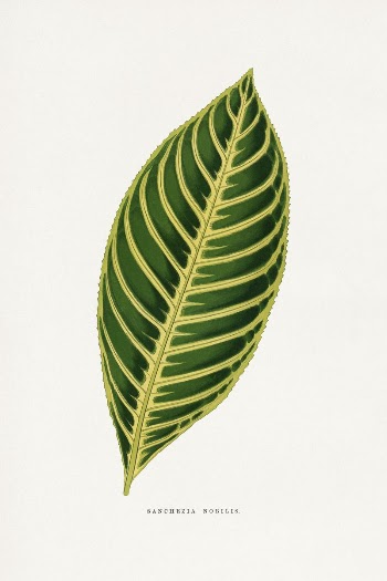 Sanchezia Nobilis leaf illustration from Les | Free Photo Illustration - rawpixel