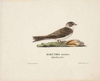 Sand martin, 1828, Magnus von | Free Photo - rawpixel