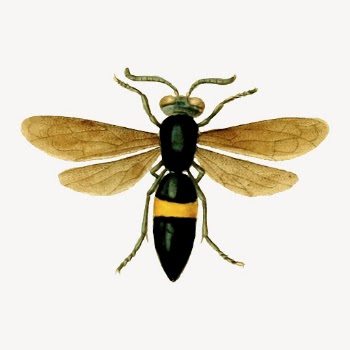 Sand wasp clipart, vintage insect | Free Vector - rawpixel
