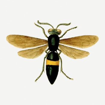 Sand wasp collage element, insect | Free PSD - rawpixel