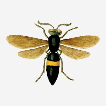 Sand wasp collage element, vintage | Free Photo - rawpixel