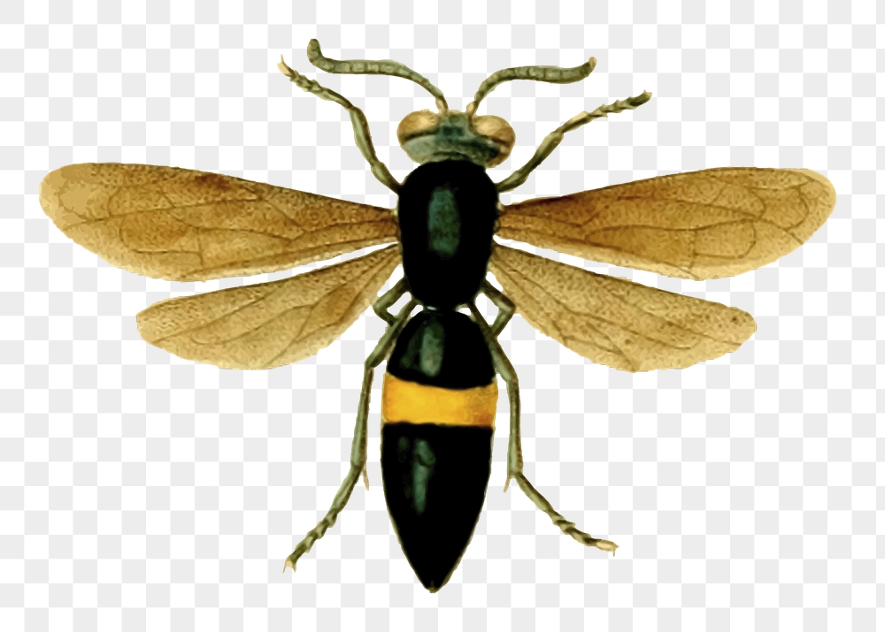 Sand wasp png sticker, insect | Free PNG - rawpixel