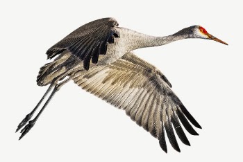 Sandhill crane bird collage element, | Free PSD - rawpixel