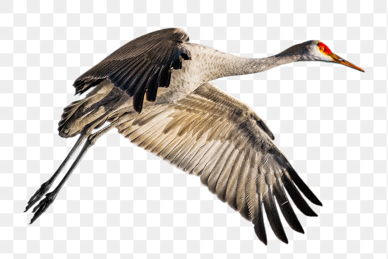 Sandhill crane bird png sticker, | Free PNG - rawpixel